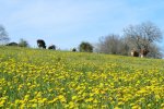 IMG_1574 for site